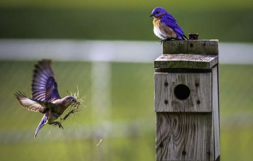 Brown Bird Flying Towards Birdhouse