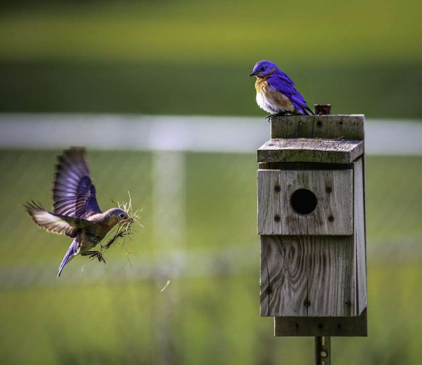 Brown Bird Flying Towards Birdhouse
