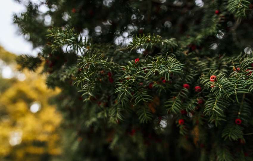 Green Tree Leaves