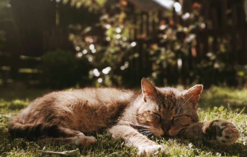Sleepy cat lying on grass