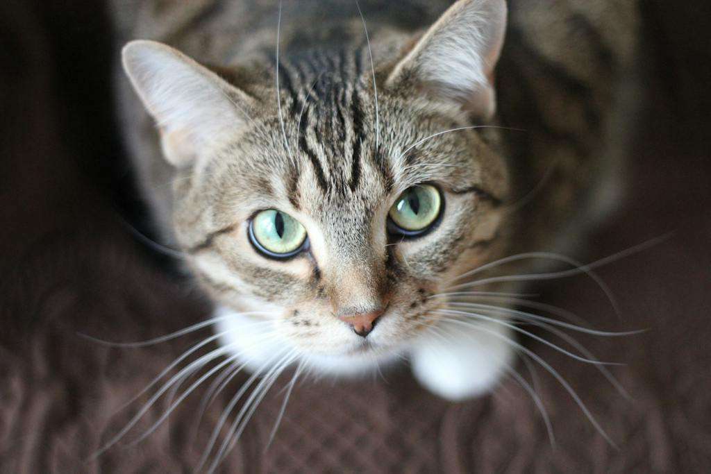 Een nieuwsgierige kat