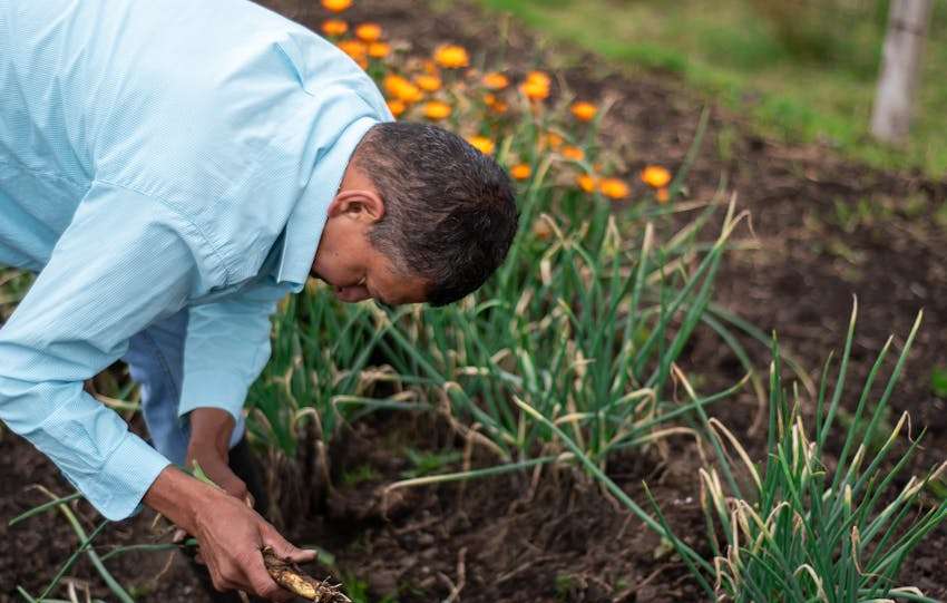 man verzorgt eigen moestuin