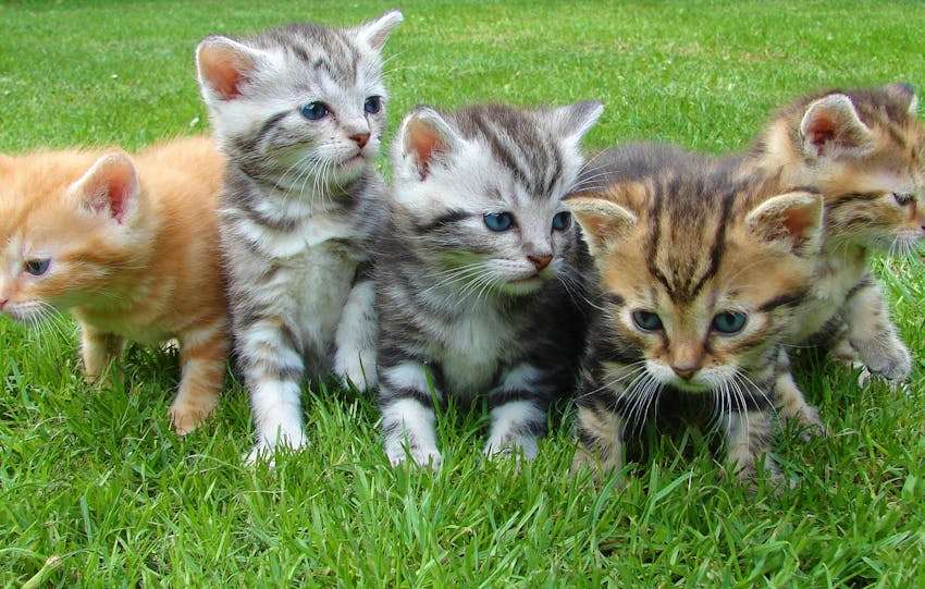 5 kleine gezonde kittens